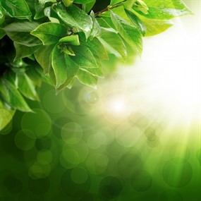 阳光绿色背景图片下载